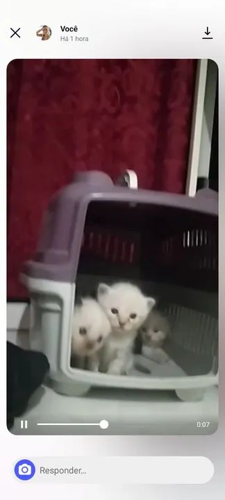 Gatos Siameses Filhotes - Foto 4