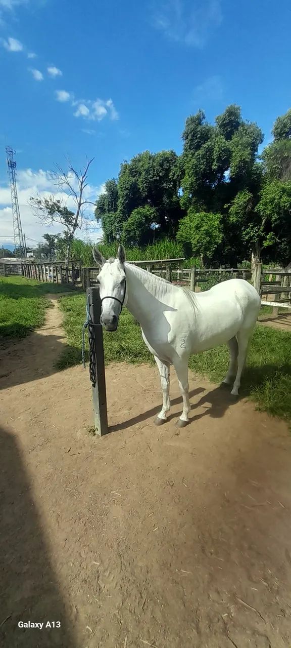 Égua Mangalarga  - Foto 4