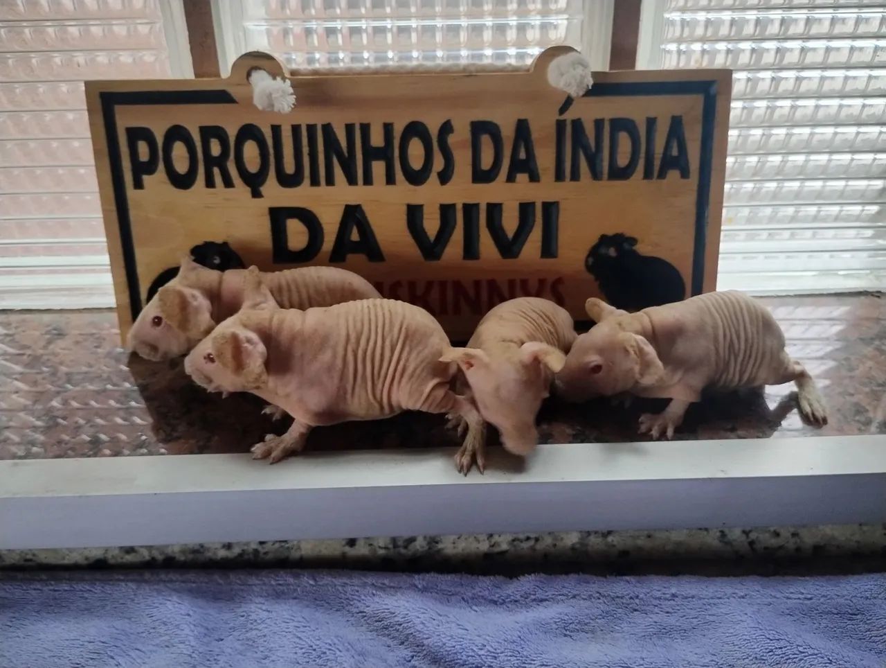 Porquinhos da Índia Skinny  - Foto 3