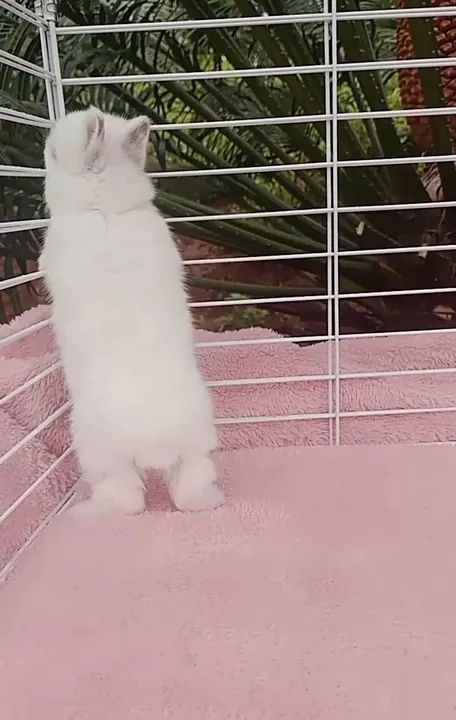 Coelho anão Netherland dwarf  - Foto 4