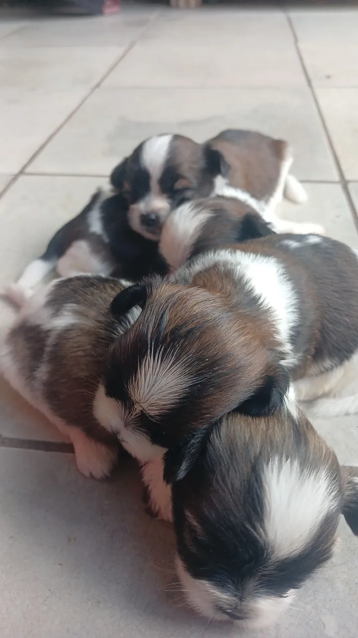 Filhotes de Shih Tzu disponíveis para vender