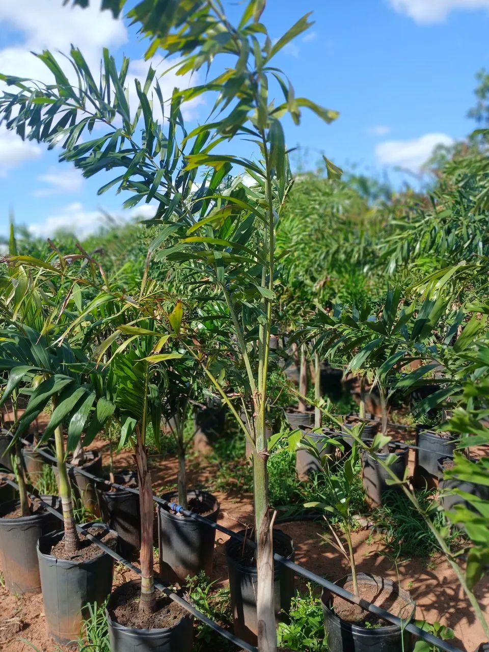 Palmeira rabo de raposa 1.5 de altura 