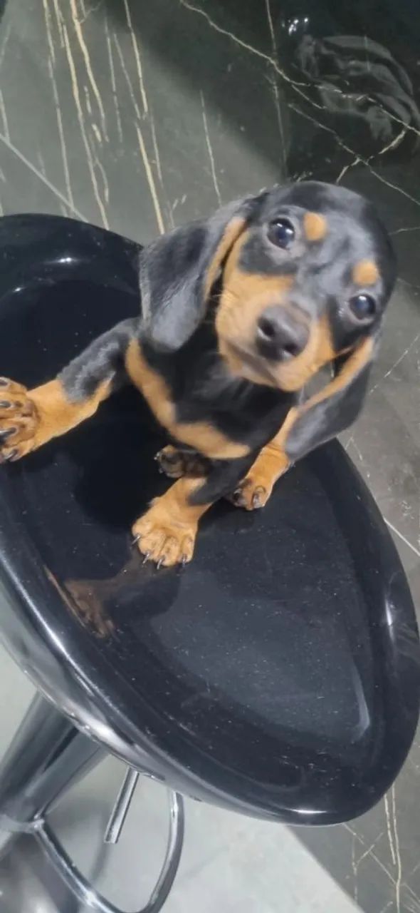 Dachshund  - Foto 4