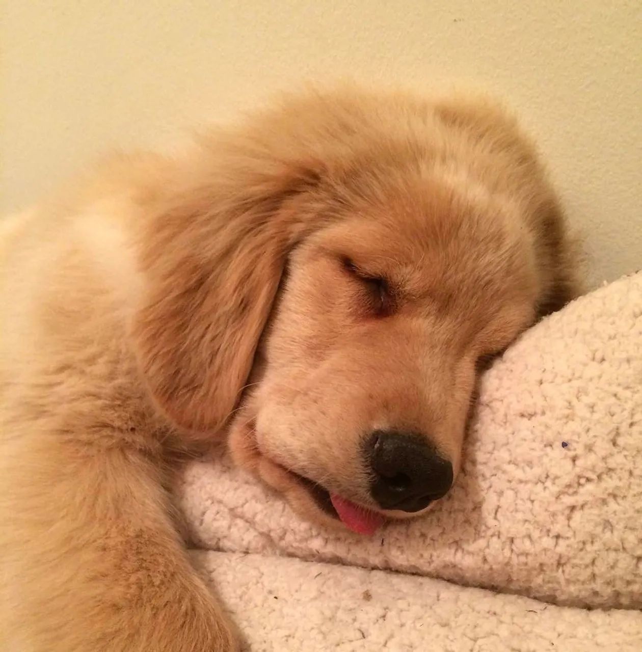 Filhotes de Golden retriever fêmea 