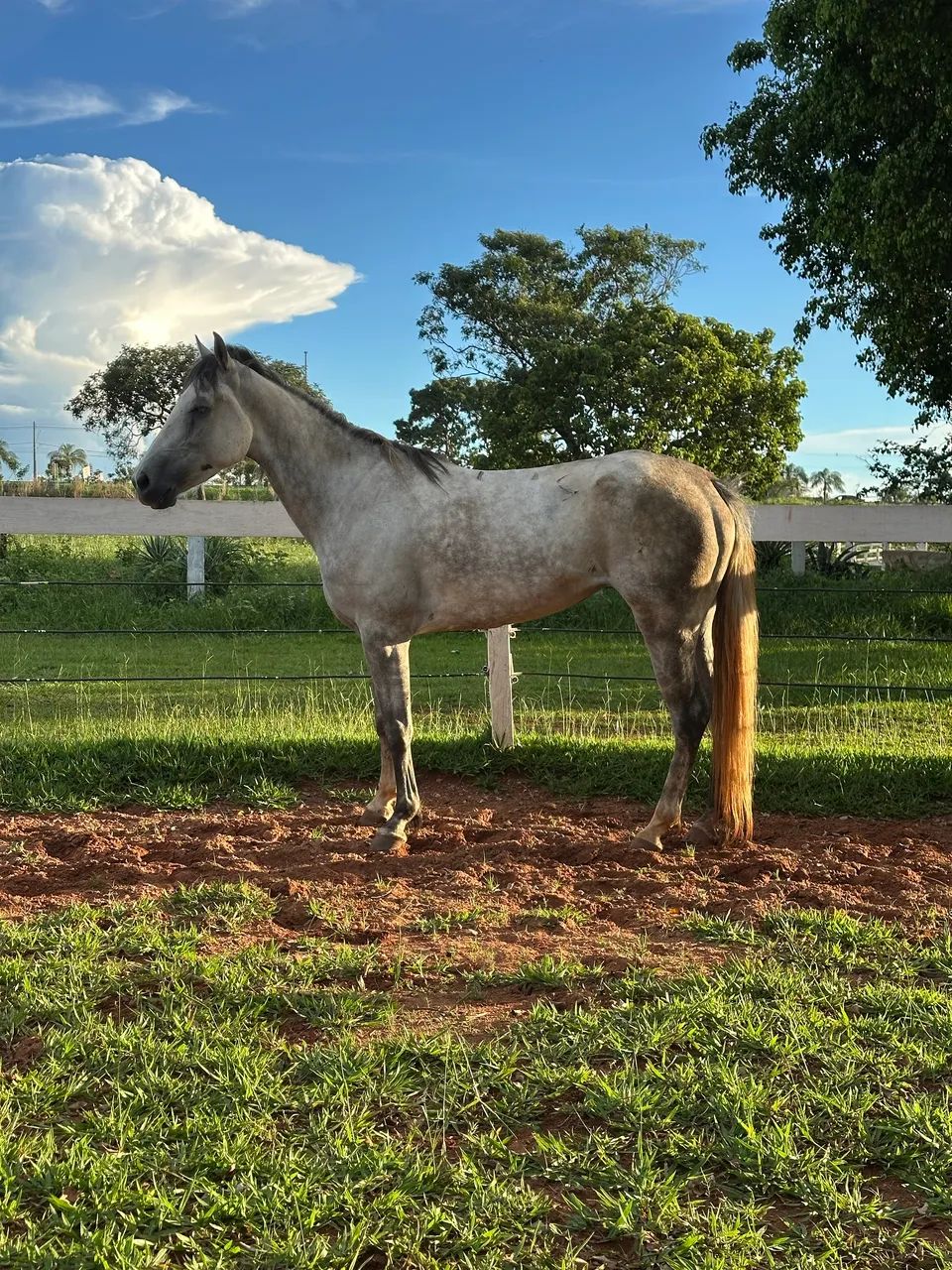 Égua QM - Foto 2