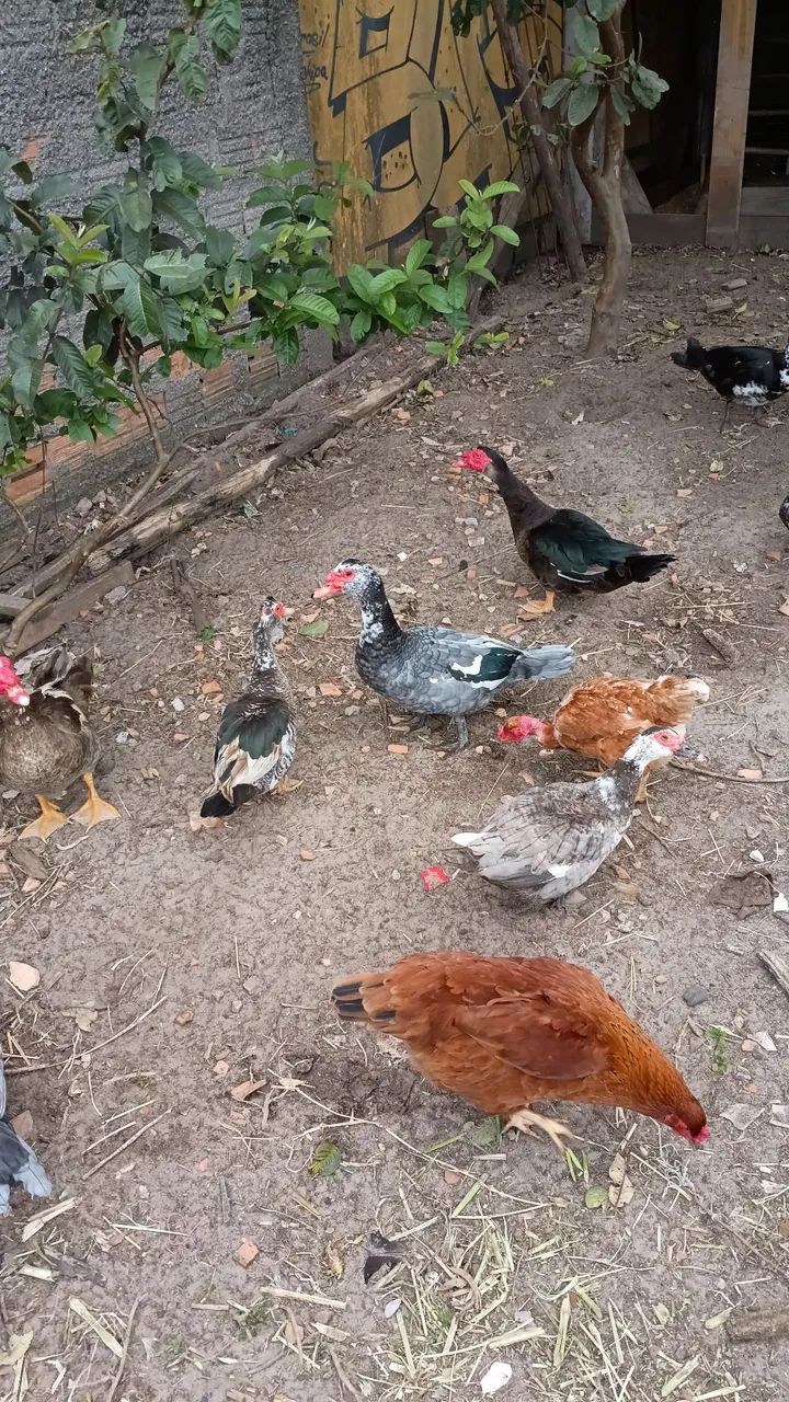 Vendo pato