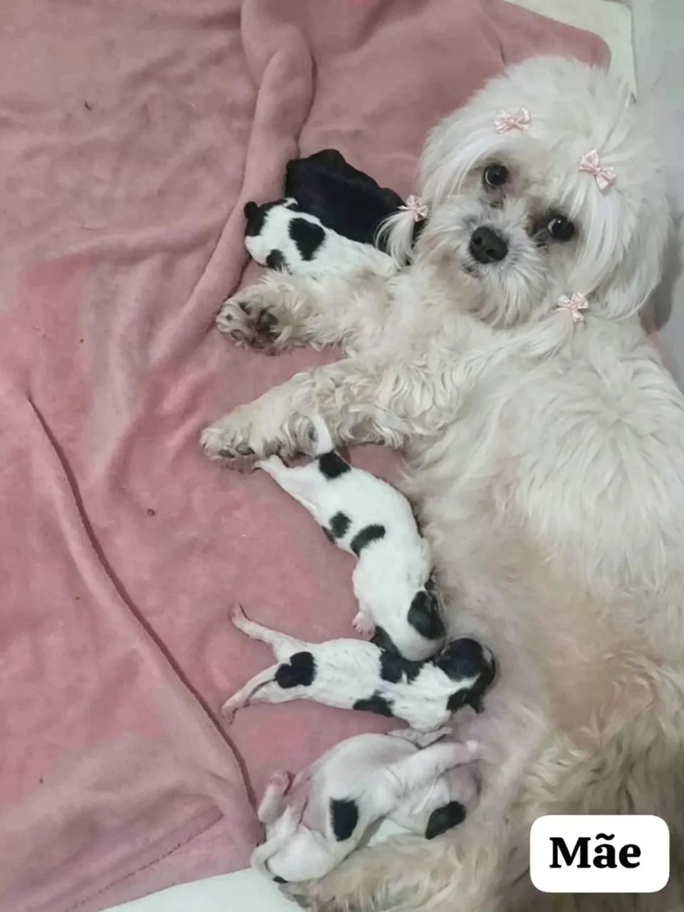Filhotes de mini Shitzu 