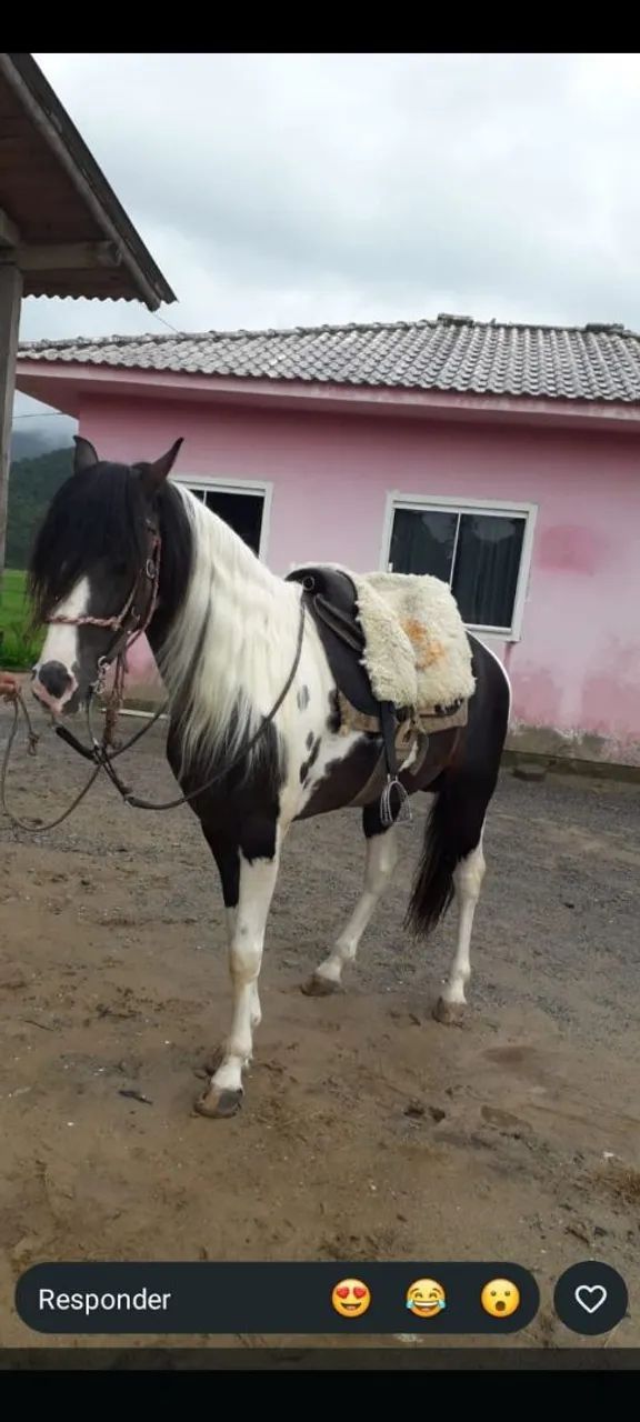 Égua prenha - Foto 2