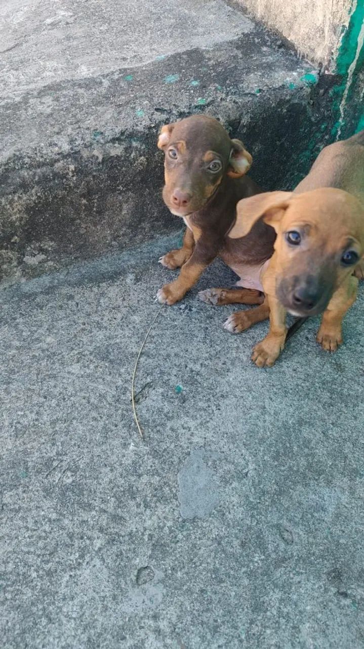 Doação de filhote - Foto 2