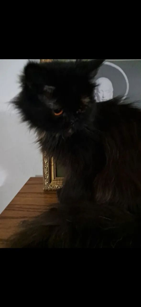 Gata Persa Preta  - Foto 2