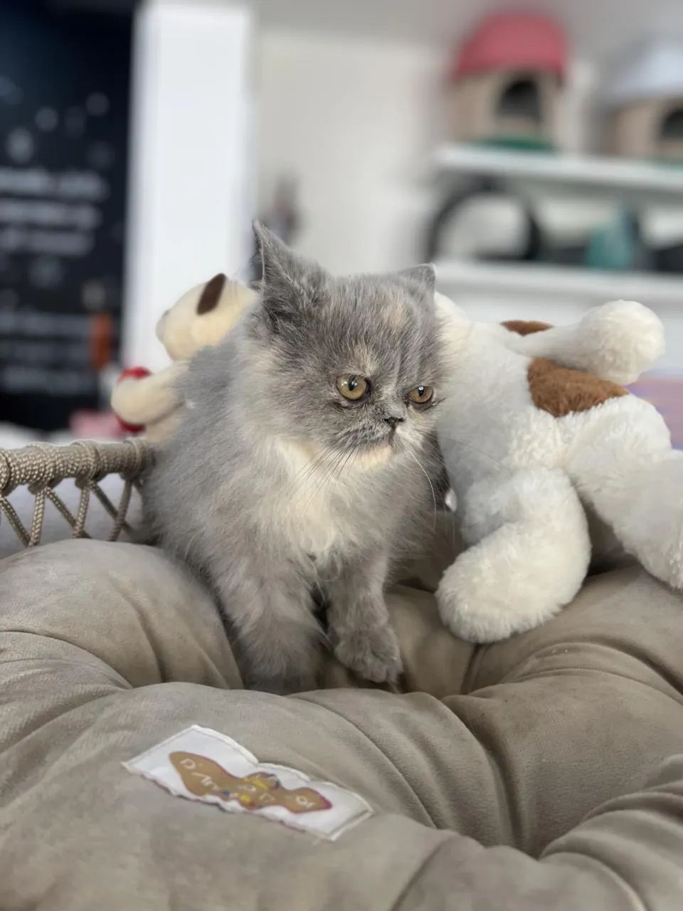 Gato persa fêmeas  - Foto 4