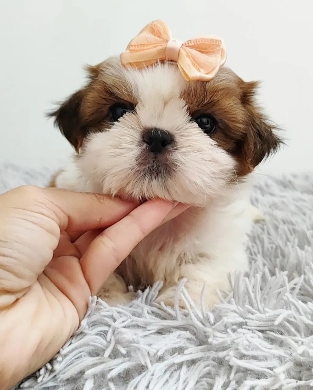 Shih tzu vendas Mini 