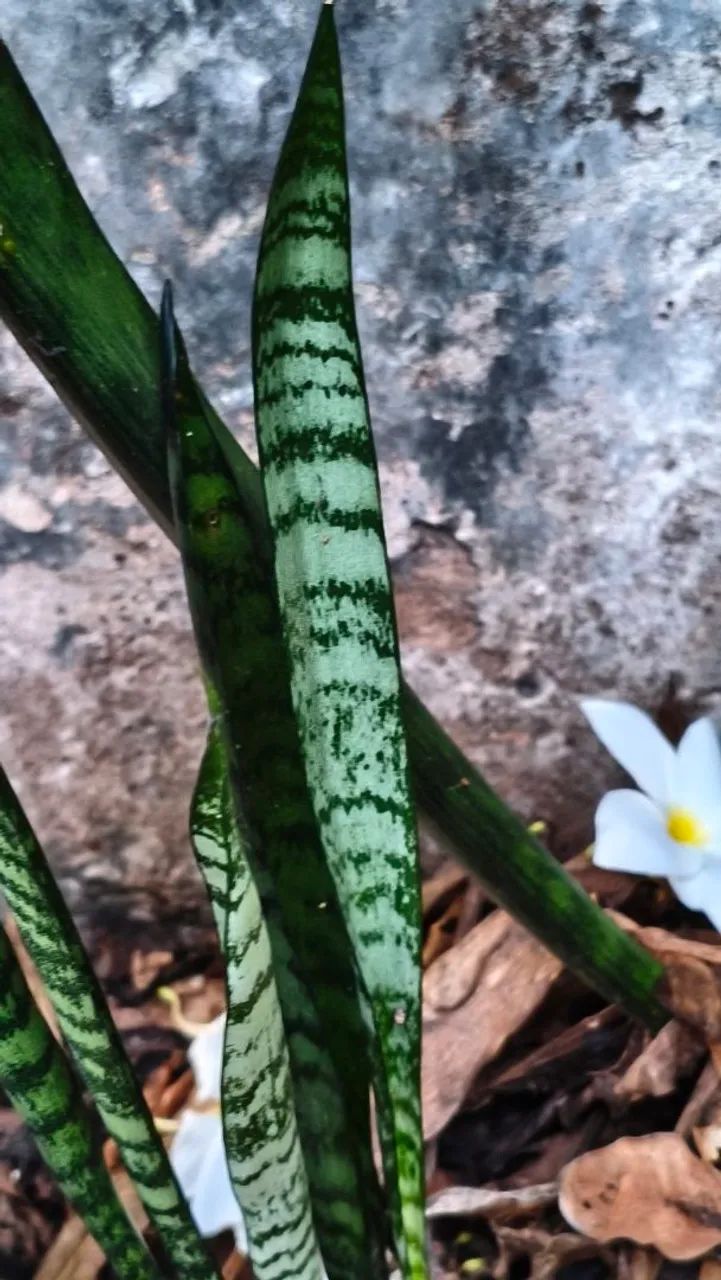 Espada de são Jorge planta - Foto 3