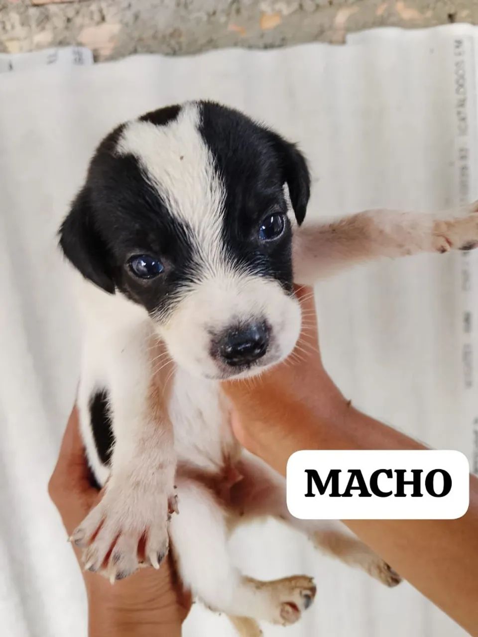 Doação  - Foto 4