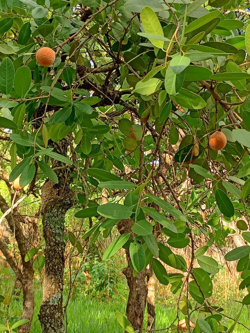 Chácara quedas do descoberto  - Foto 4