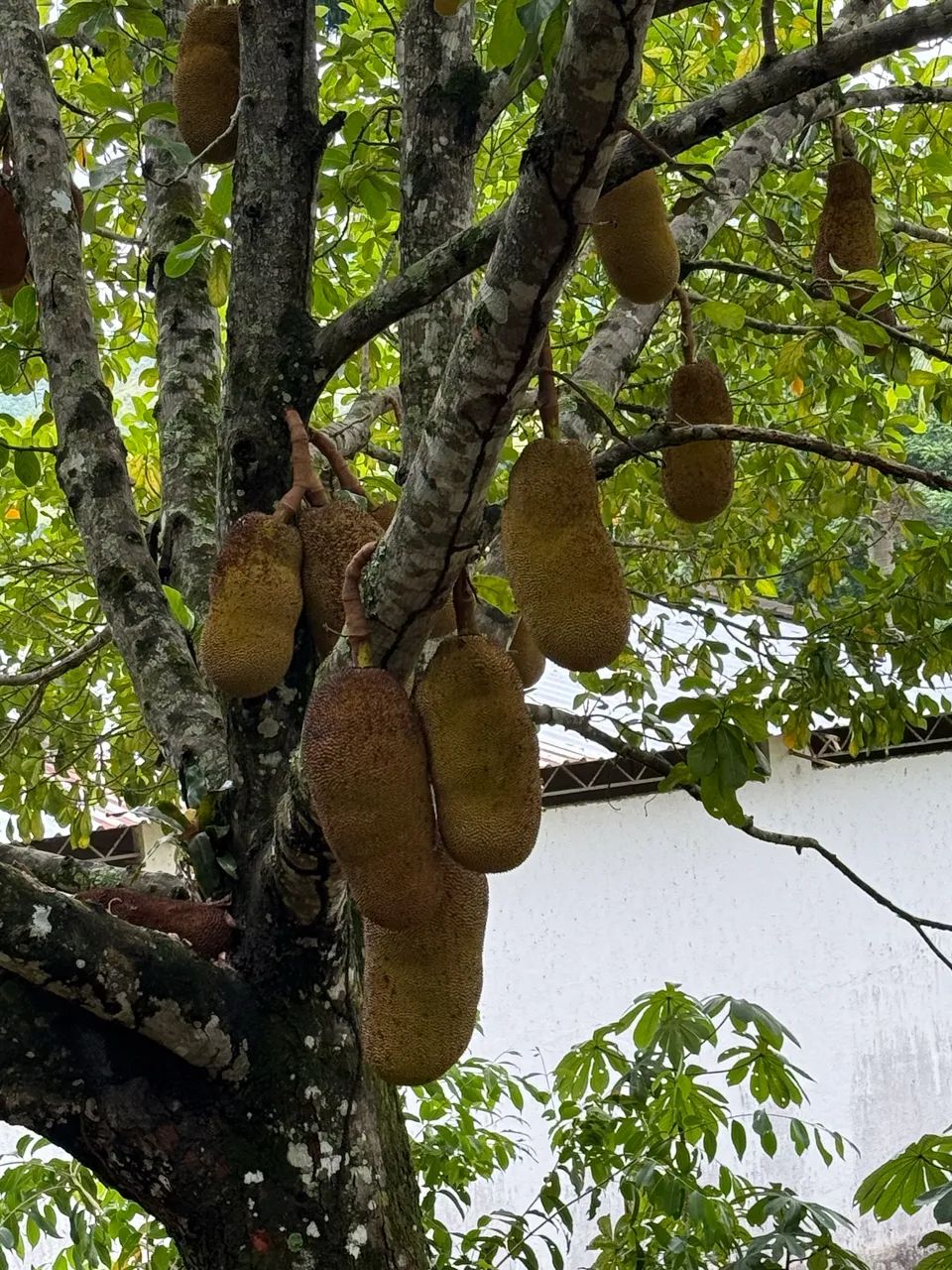 100 jaca mole - Foto 2