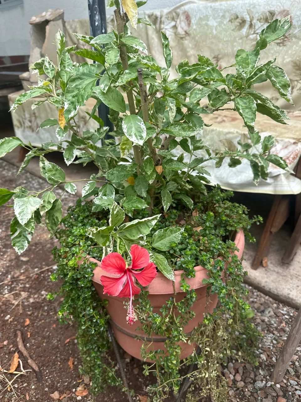 Hibisco variegata