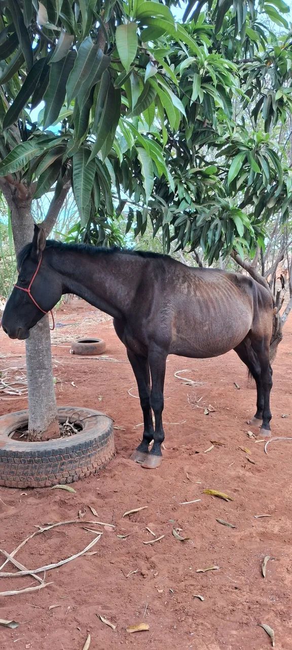 Cavalo Campolina - Foto 2