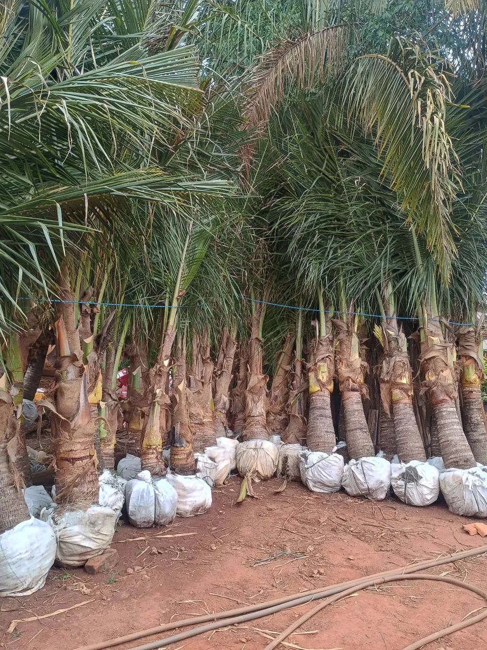Pe de coco anão  - Foto 3