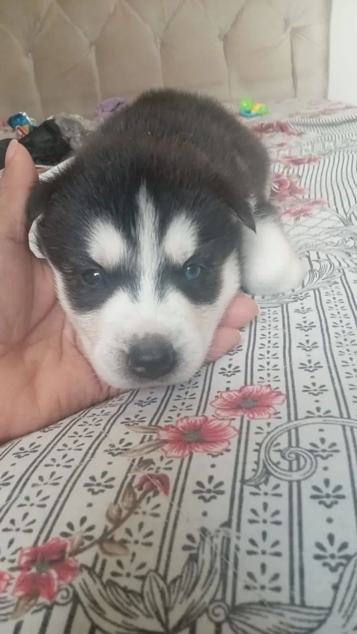 Vendo filhotes de husky - Foto 3