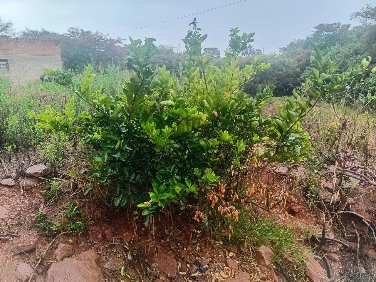 Terreno a venda 3.5 km do centro da cidade. - Foto 5