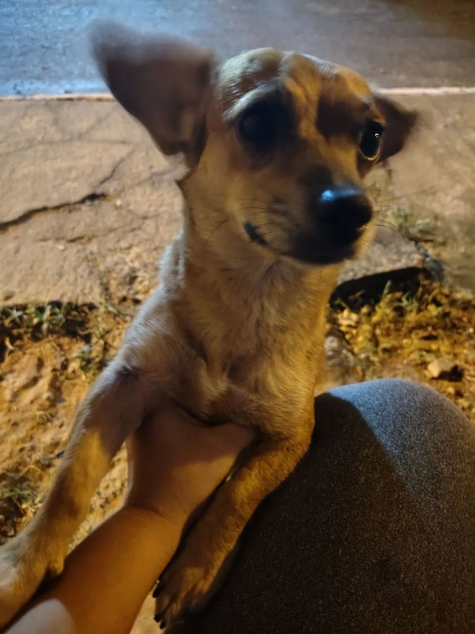 ADOÇÃO RESPONSÁVEL  - Foto 2