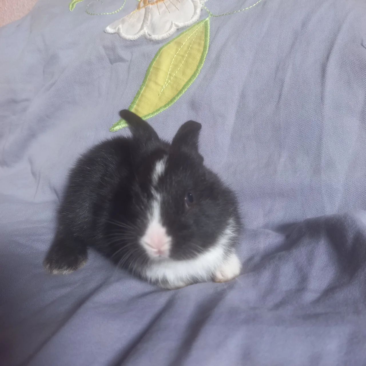 Filhote de coelho - Foto 3