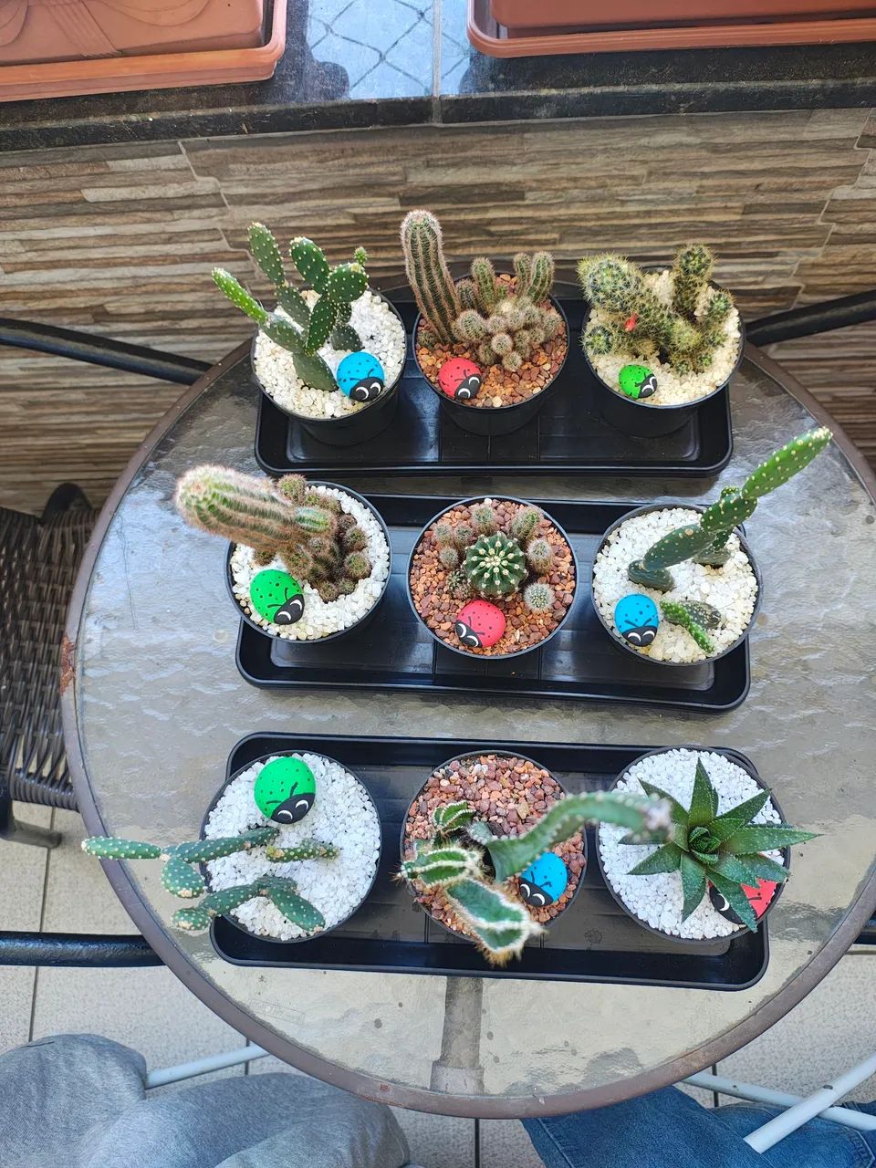 Cactos ?diversos 