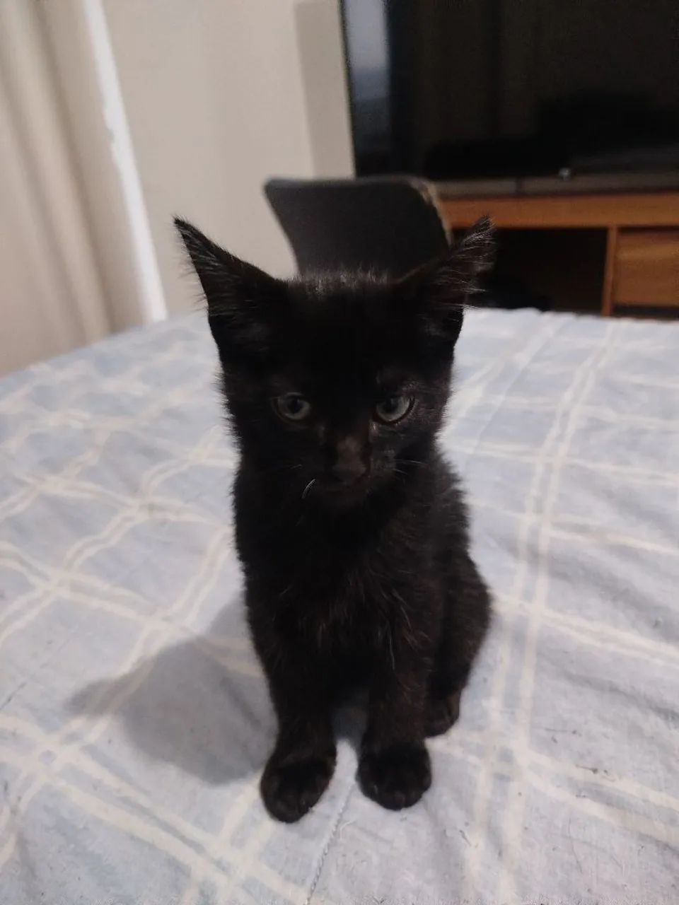 Gatinho macho para doação 