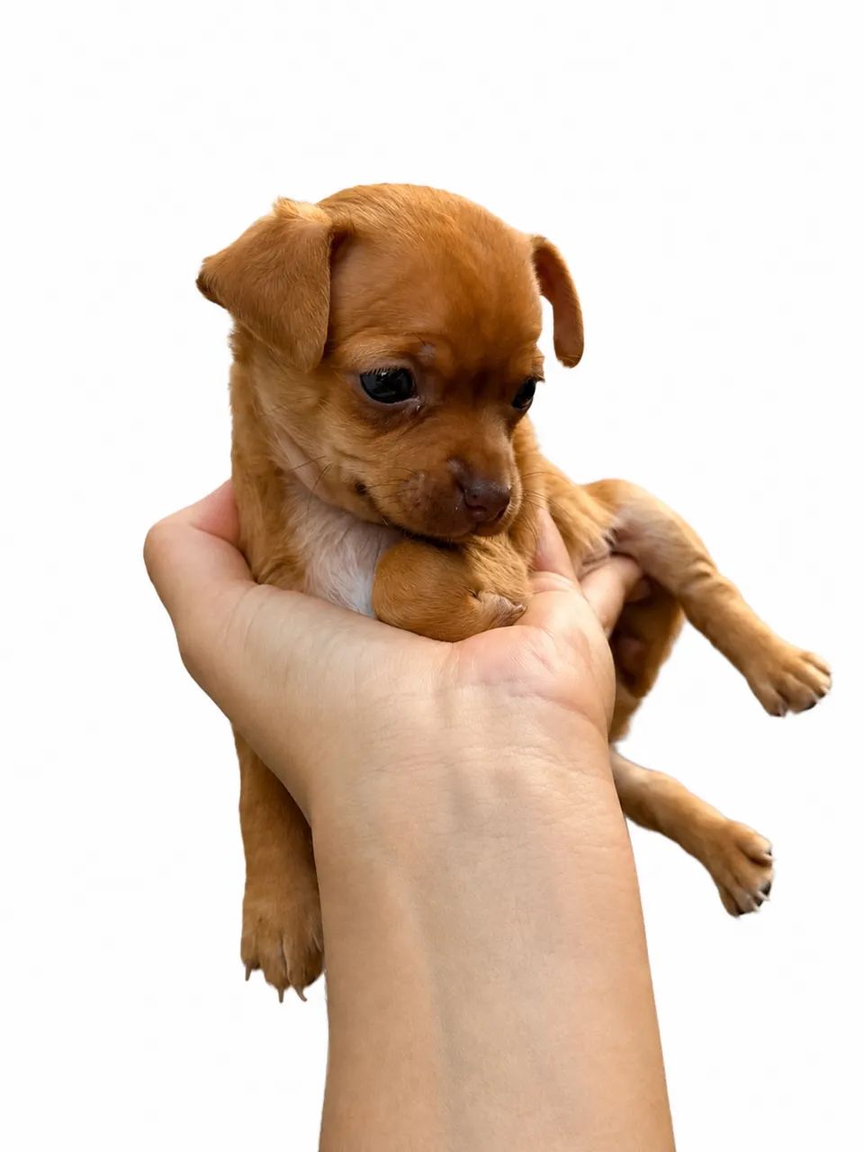 Pinscher fêmea zero