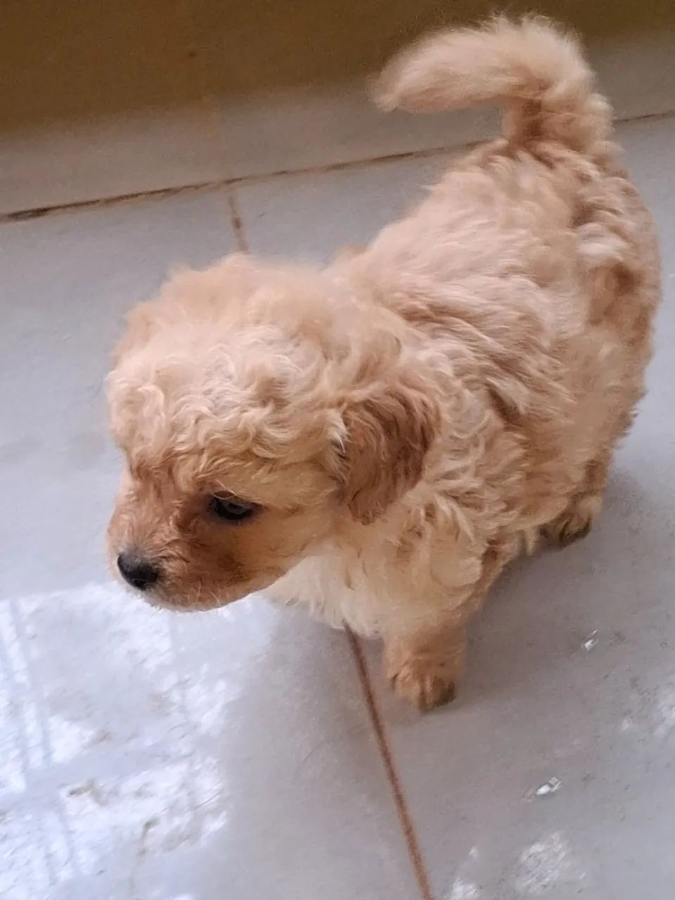 Filhote de poodle - Foto 4