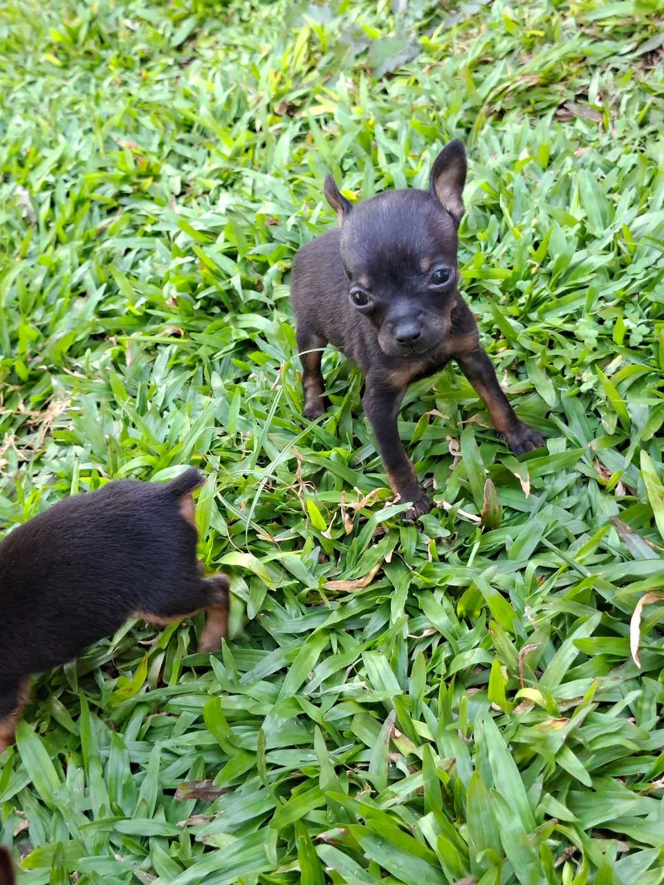 PINSCHER ZERO - Foto 5