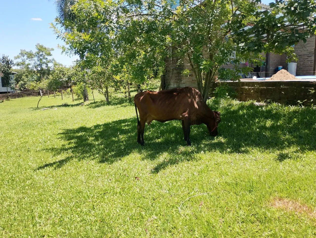 Vaca bem mansa e sadia barbada - Foto 2