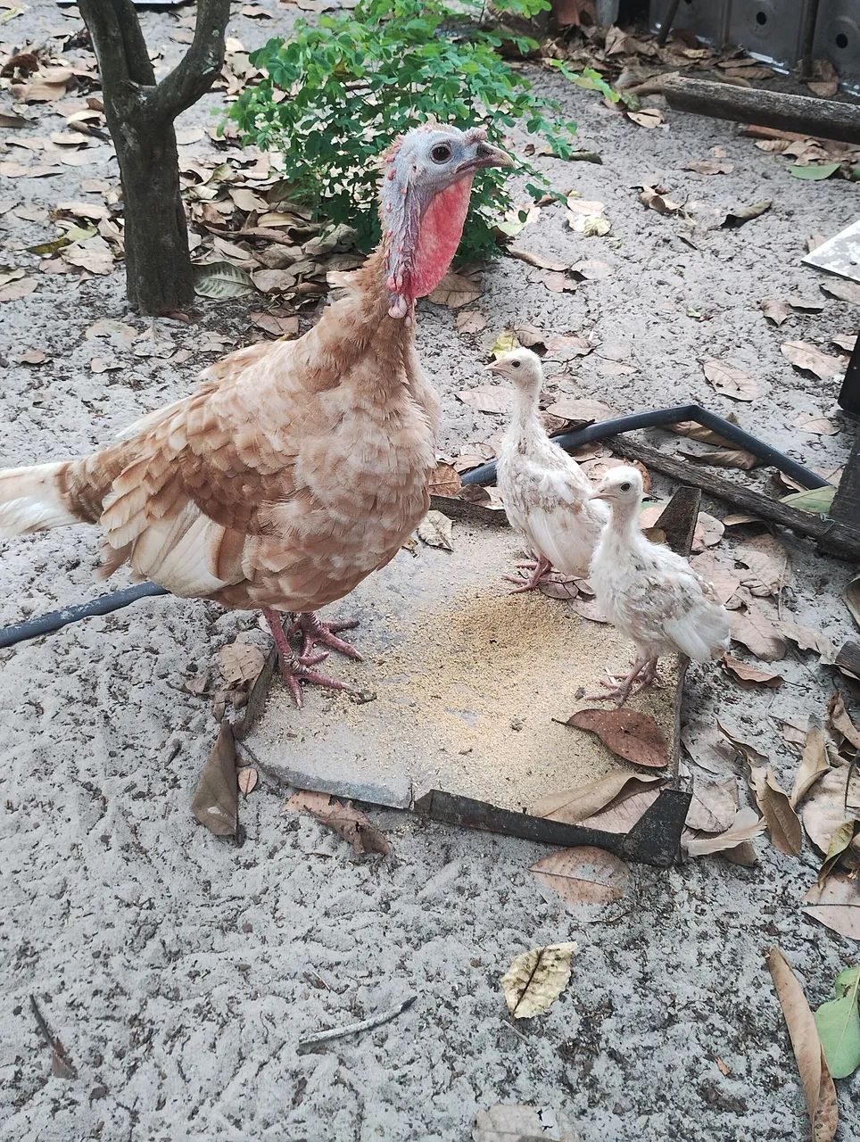 Vendo e troco casal de peru reprodutor  - Foto 3