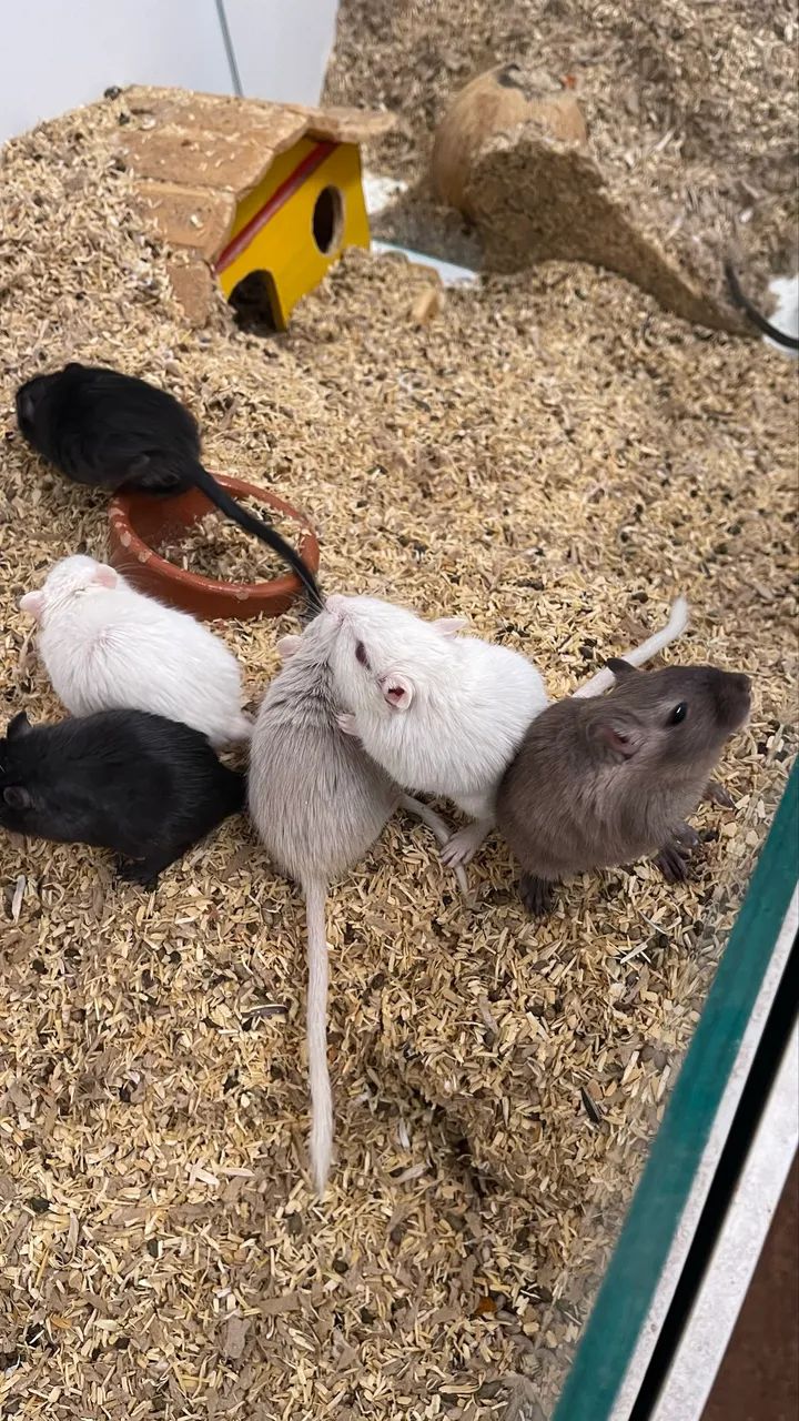 Gerbil / Gerbo / esquilo da Mongólia  - Foto 5
