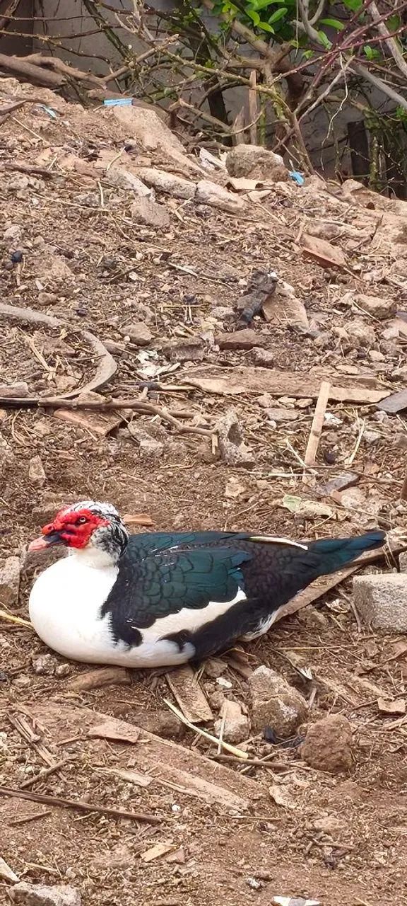 Pato 