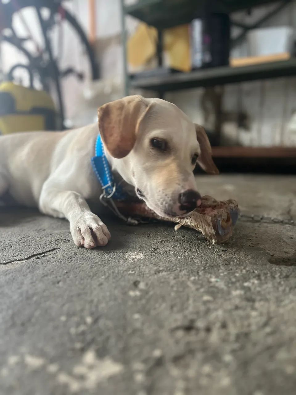 Cachorro - Foto 5