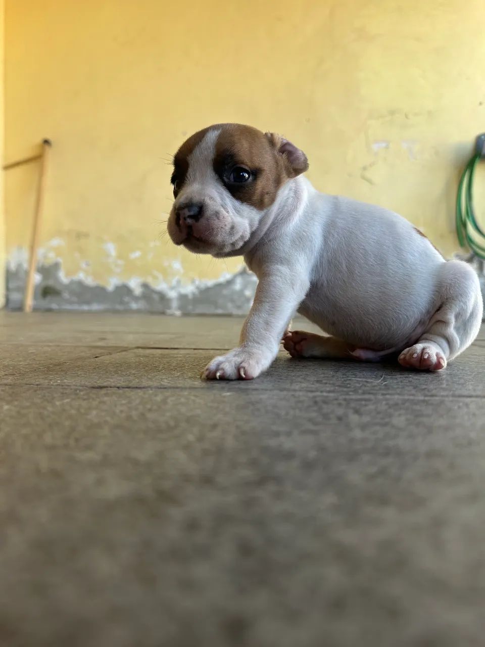 Filhotes American Bully Micro/Pocket - Foto 2