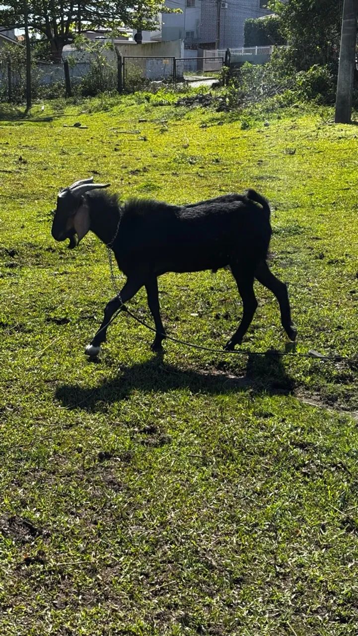 Bode e cabra preto  - Foto 4