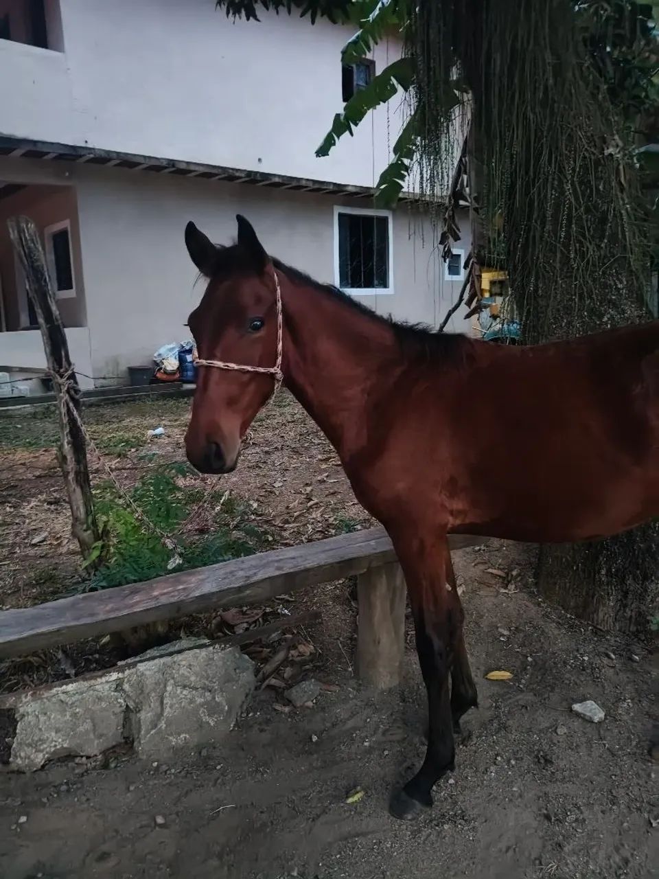 Cavalo ( potro) - Foto 4
