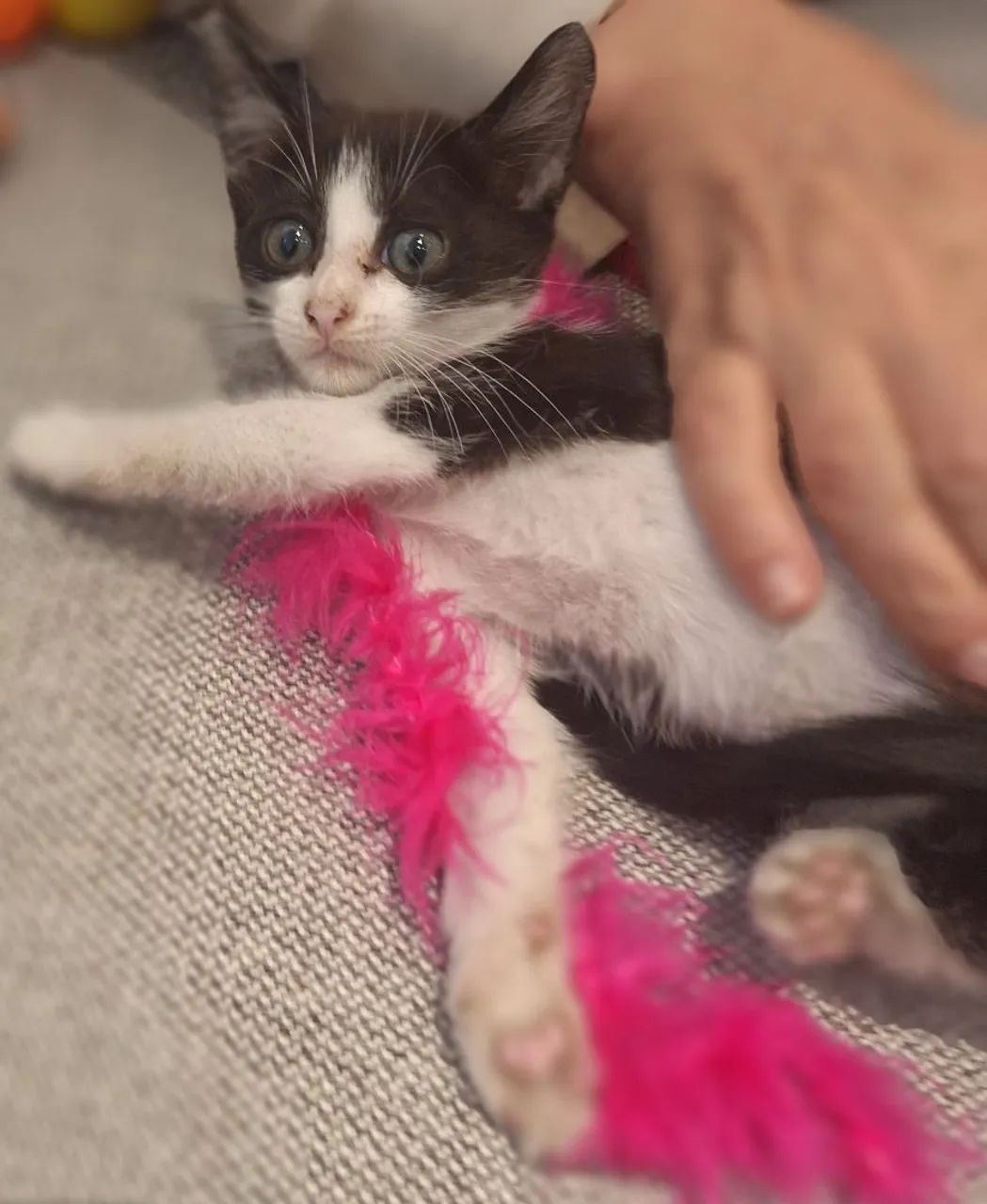 Doa se lindas gatinhas , 2 meses, vacinadas, testadas  fiv/ felv , vermifugadas -Mooca SP - Foto 4