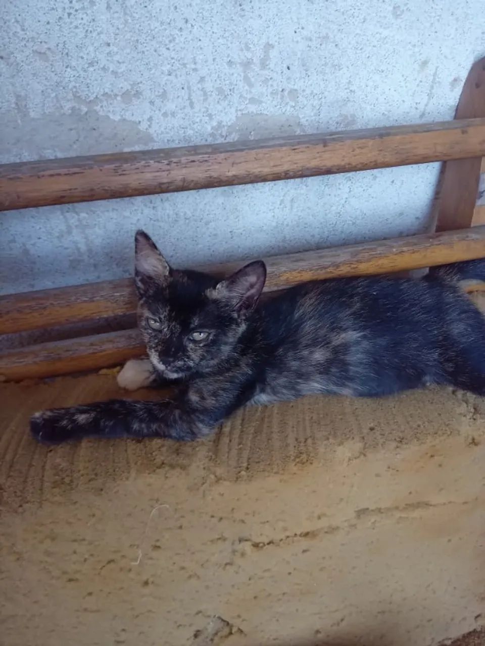 Gatos para adoção - Foto 3