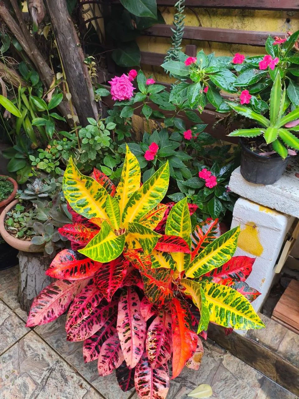 Plantas  - Foto 4