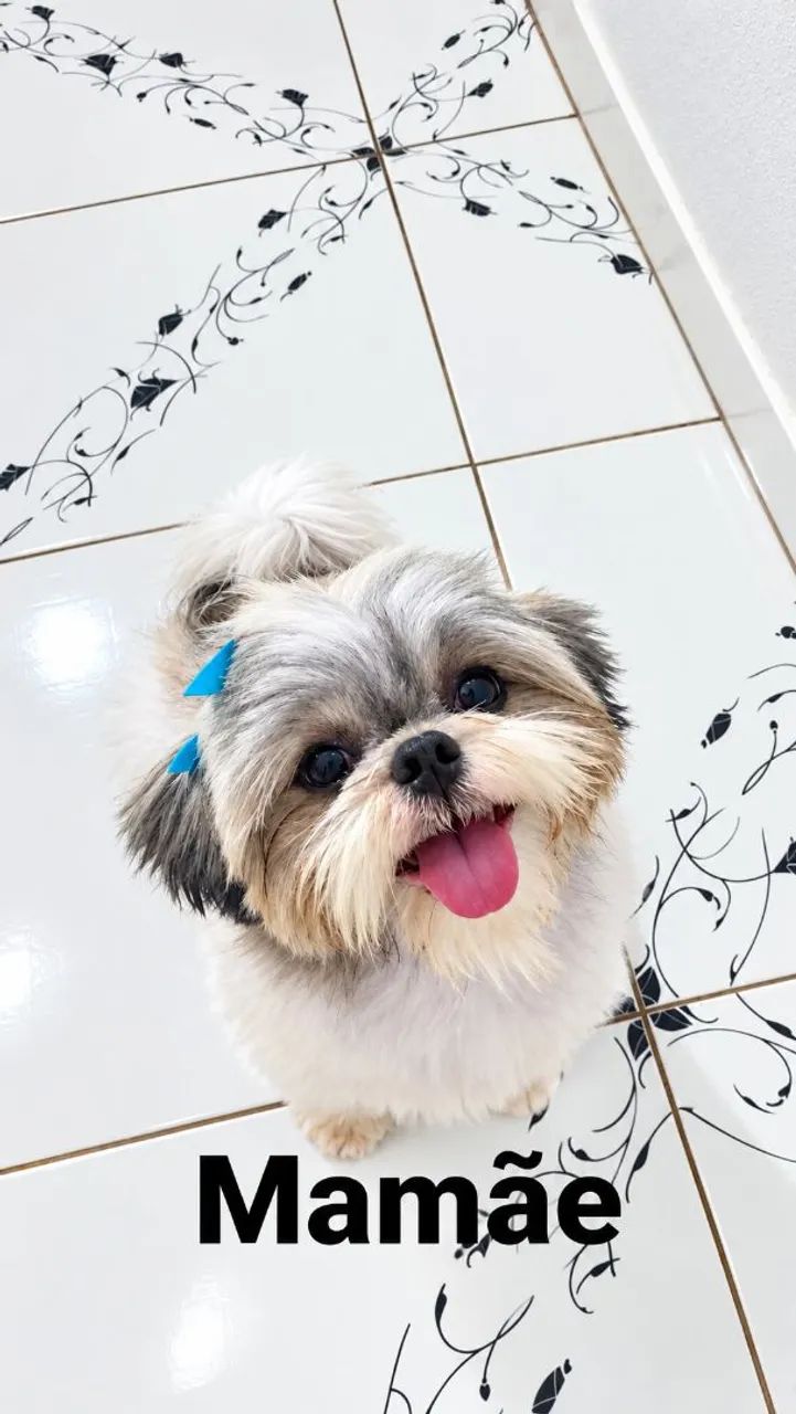 Shih-tzu Fêmea e a menorzinha da ninhada! - Cachorros - Três