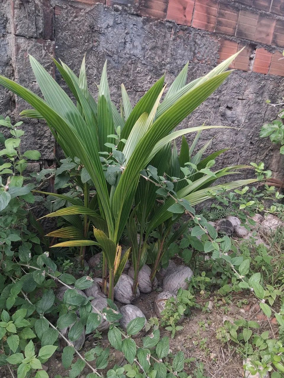 MUDAS DE PÉ DE COCO ANÃ - Foto 3