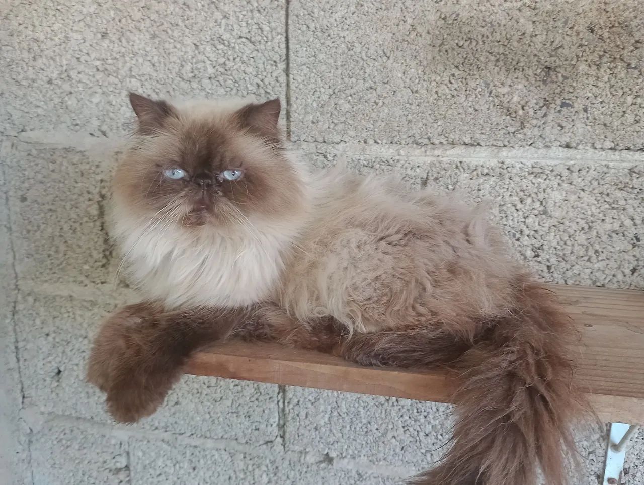 Gatos persas e Himalaios  - Foto 5