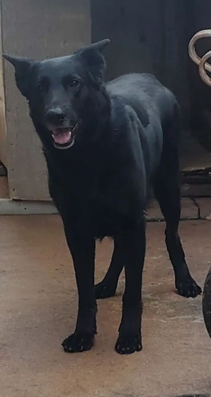 Cadela procura pastor alemão macho preto 