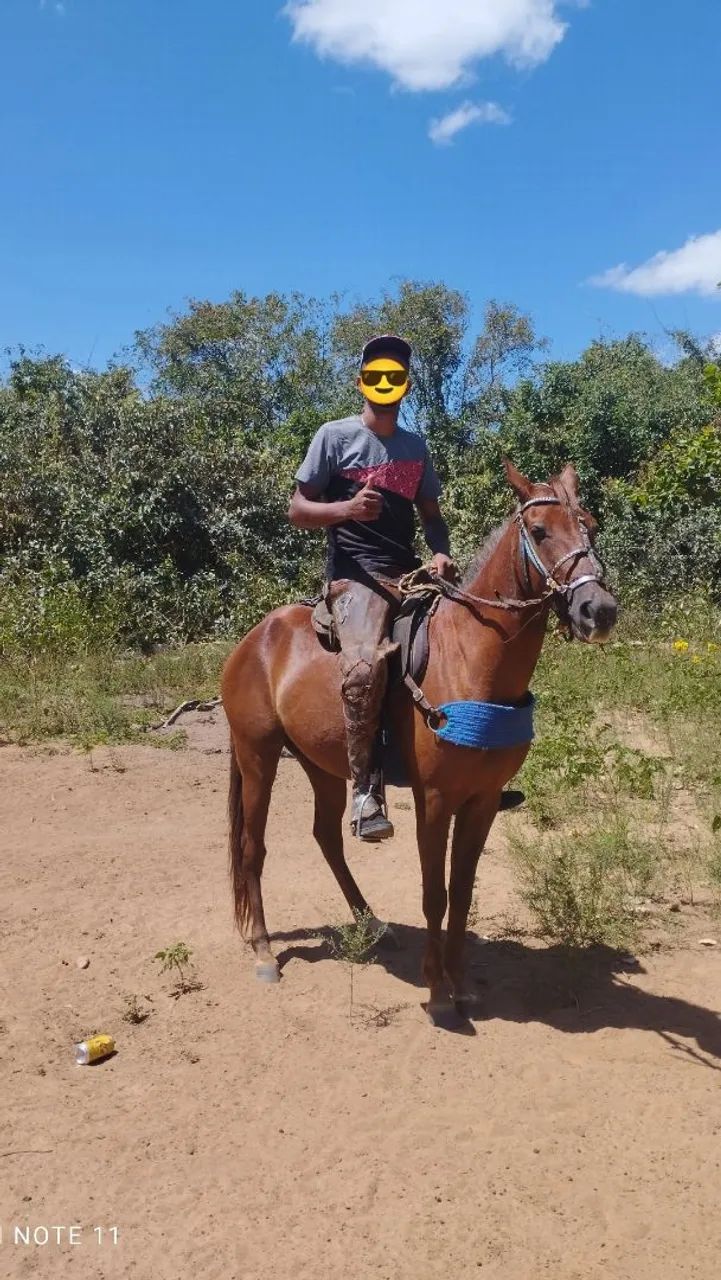 Vendo ou troco egua mestiça qm