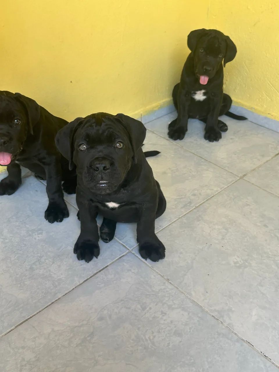 Cane Corso com pedigree  - Foto 4