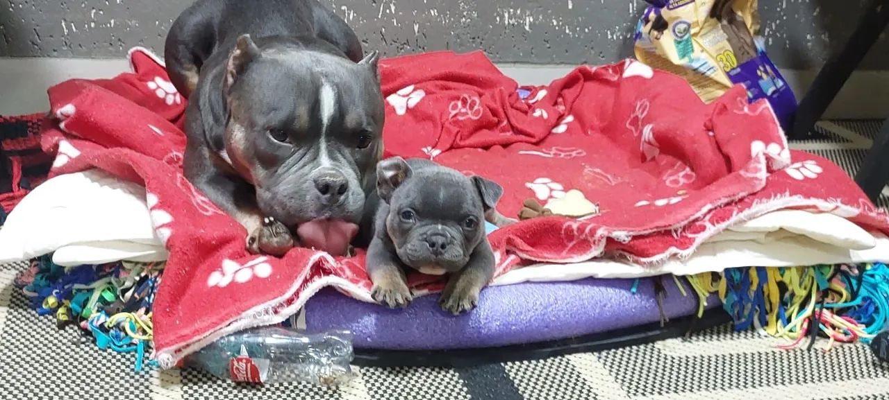 American bully  - Foto 2